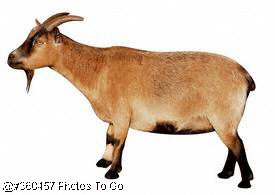 Goat