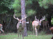 2_bucks_2002.jpg