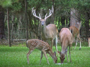 buck_fawn_doe.jpg