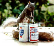 drunksquirrel.jpg