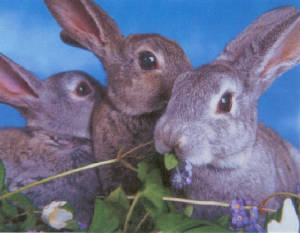 rabbits.jpg