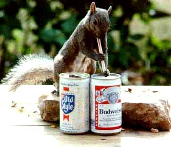 drunksquirrel.jpg